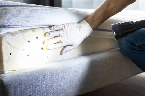 Best Ant Control Services  in Fairview, CA
