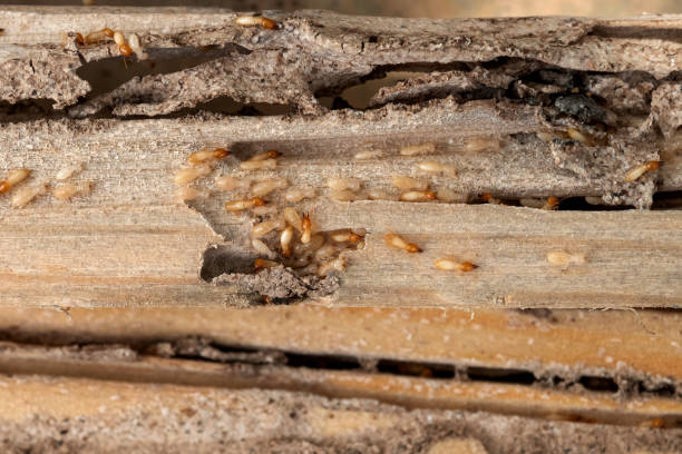 Best Pest Prevention Services  in Fairview, CA